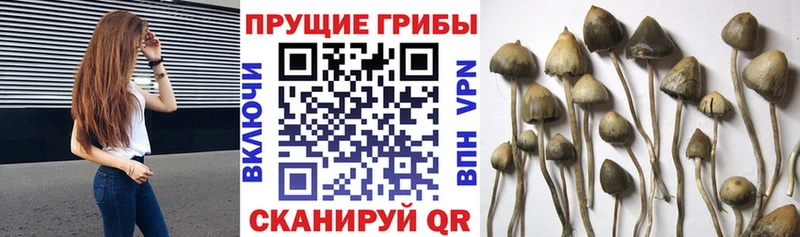 купить наркотики сайты  Кулебаки  Галлюциногенные грибы Psilocybe 